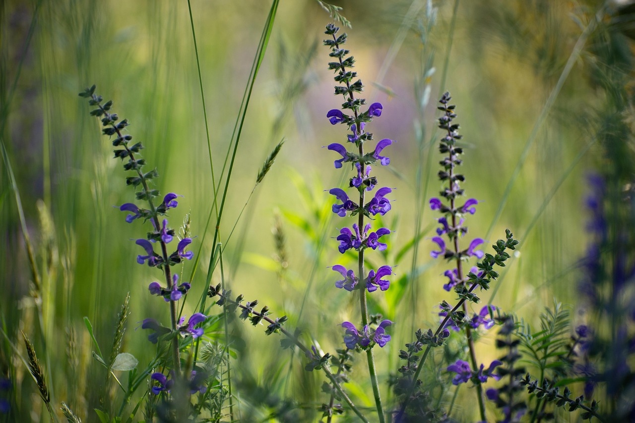 Clary Sage Oil for Meditation and Quiet Grounding Rituals