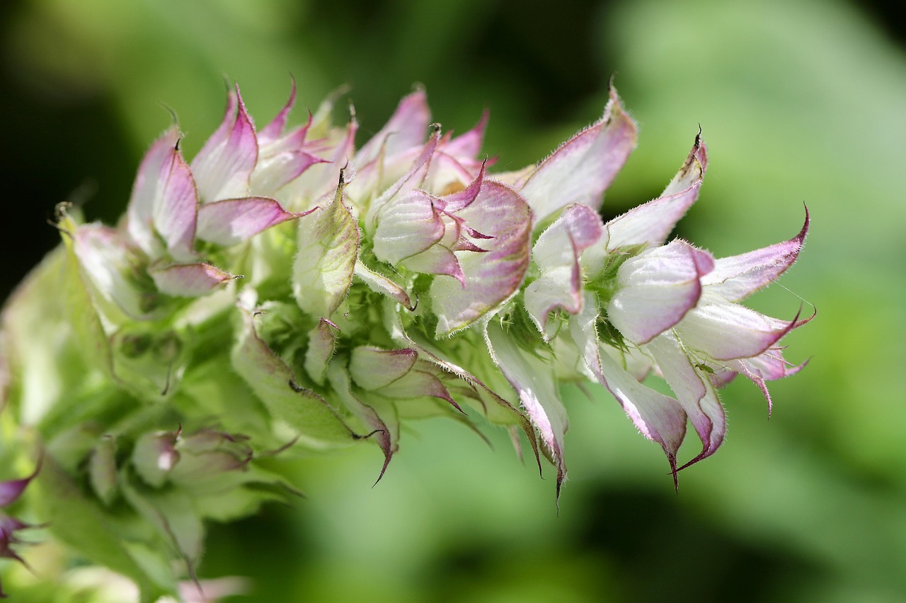 Clary Sage Oil: The Complete Guide to the Muscatel Herb