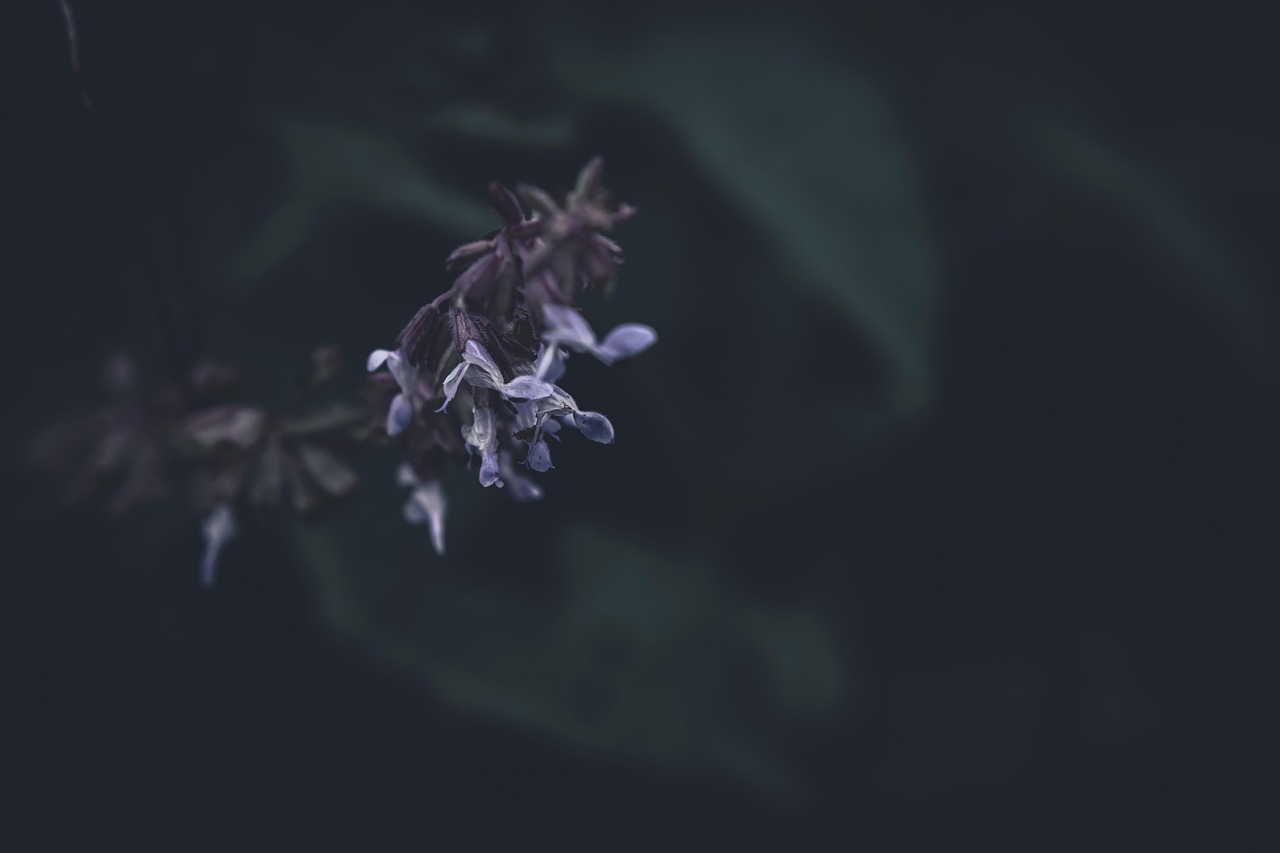 How Clary Sage Oil Is Made: From Flowering Tops to the Still